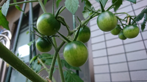 ミニトマトを収穫!_e0249060_1952186.jpg