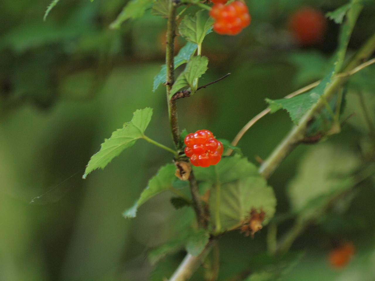 『木の実と花と呼吸根～(百年公園にて)』_d0054276_1939201.jpg