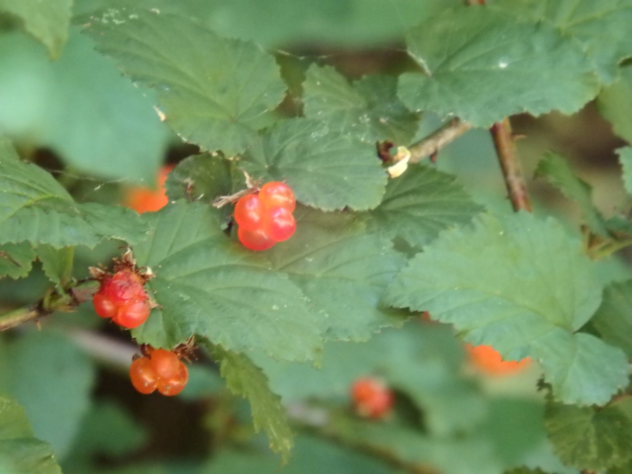 『木の実と花と呼吸根～(百年公園にて)』_d0054276_19393875.jpg