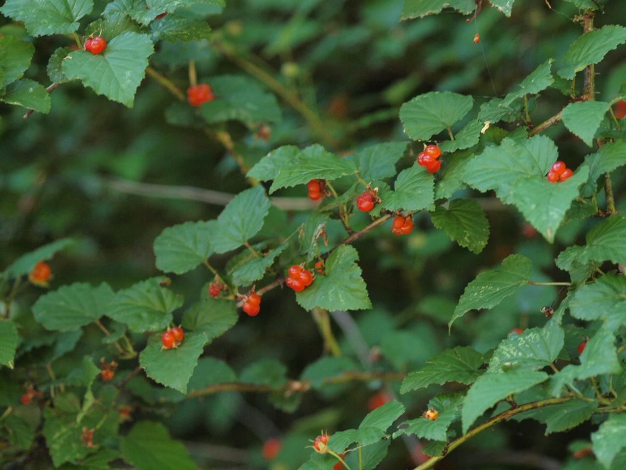 『木の実と花と呼吸根～(百年公園にて)』_d0054276_193951.jpg