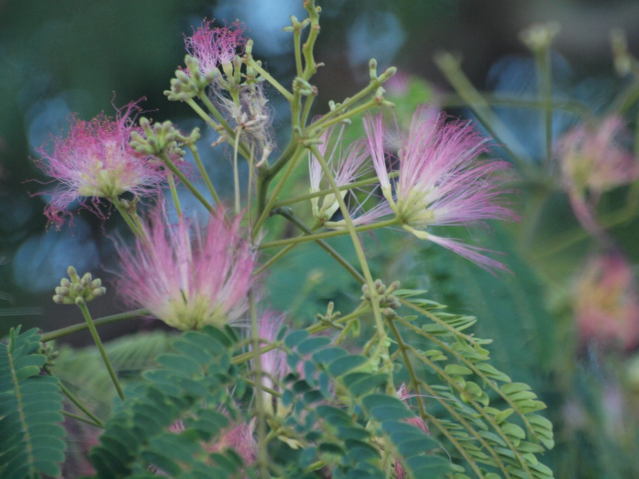 『木の実と花と呼吸根～(百年公園にて)』_d0054276_19401187.jpg