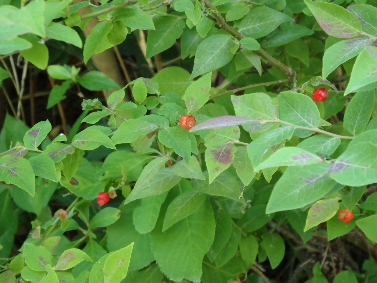 『木の実と花と呼吸根～(百年公園にて)』_d0054276_19415138.jpg