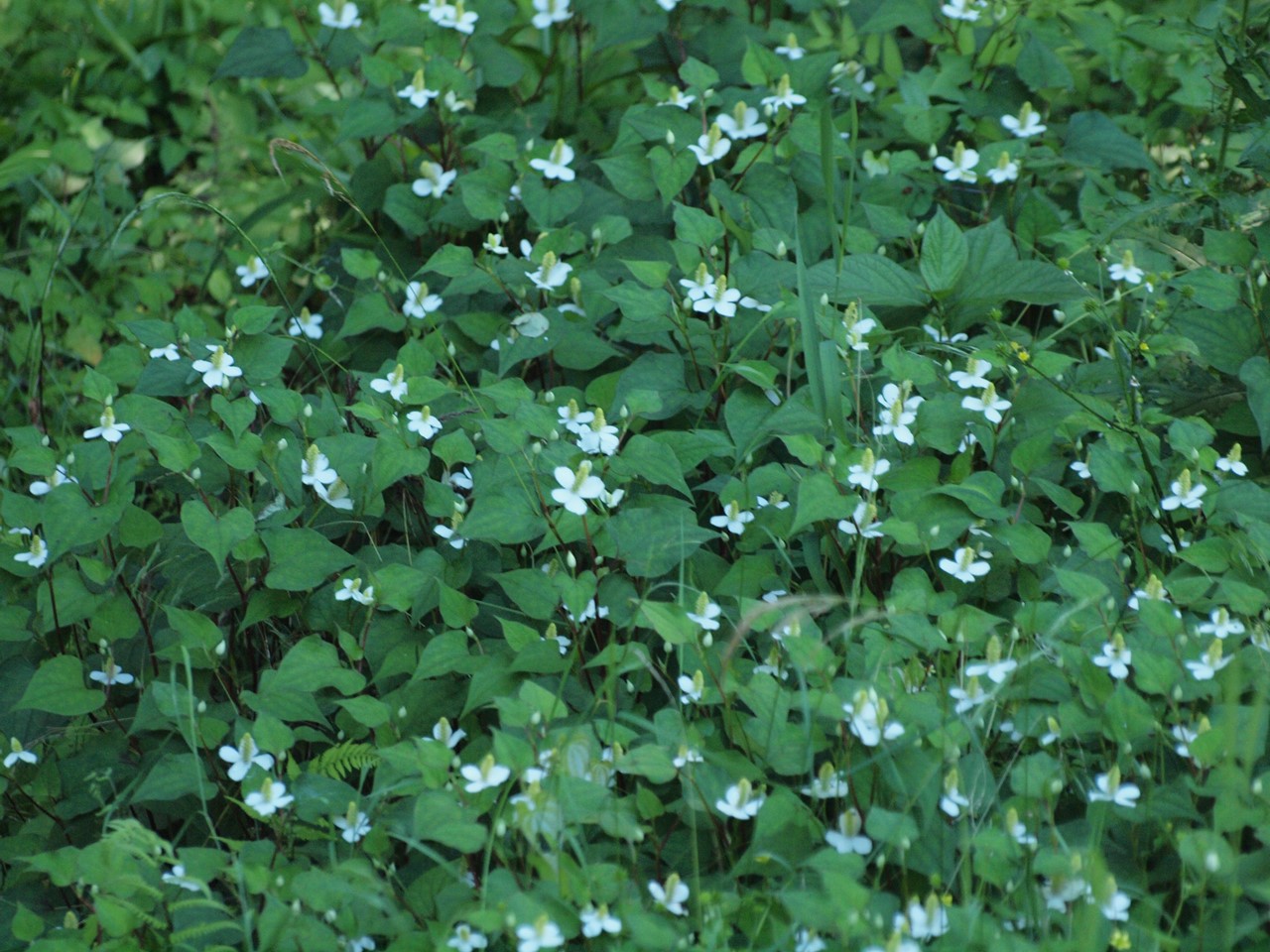 『木の実と花と呼吸根～(百年公園にて)』_d0054276_19422263.jpg