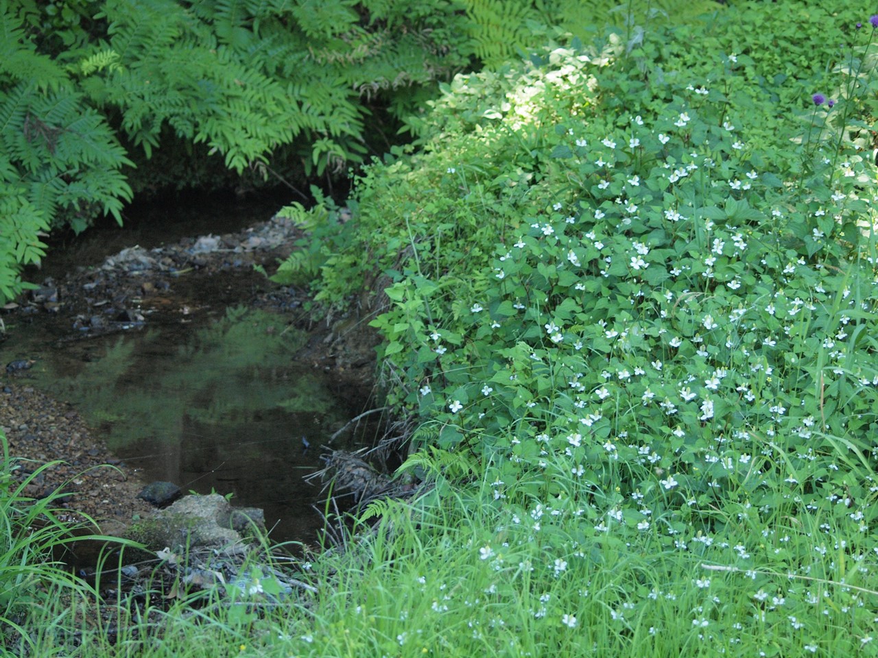 『木の実と花と呼吸根～(百年公園にて)』_d0054276_1942832.jpg