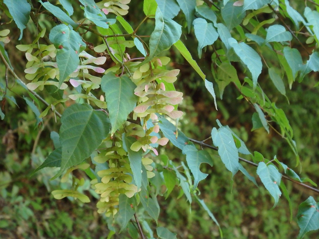 『木の実と花と呼吸根～(百年公園にて)』_d0054276_19441310.jpg