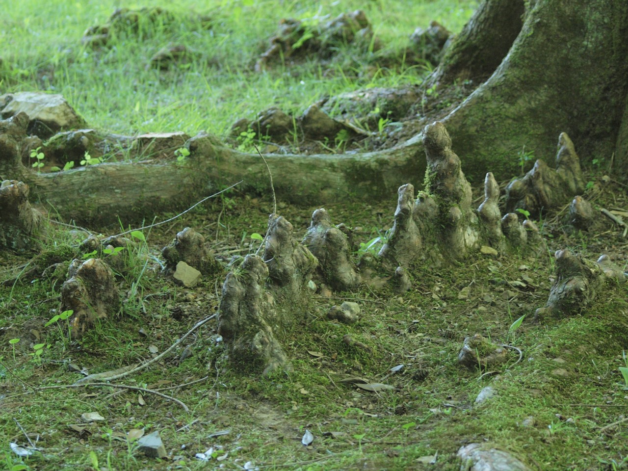 『木の実と花と呼吸根～(百年公園にて)』_d0054276_19444918.jpg