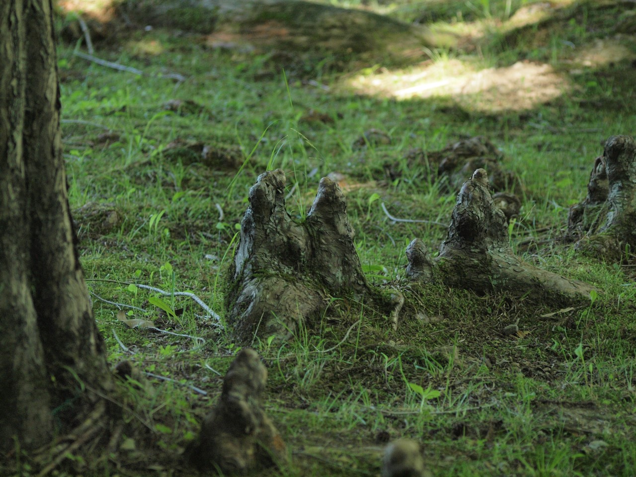 『木の実と花と呼吸根～(百年公園にて)』_d0054276_1945333.jpg