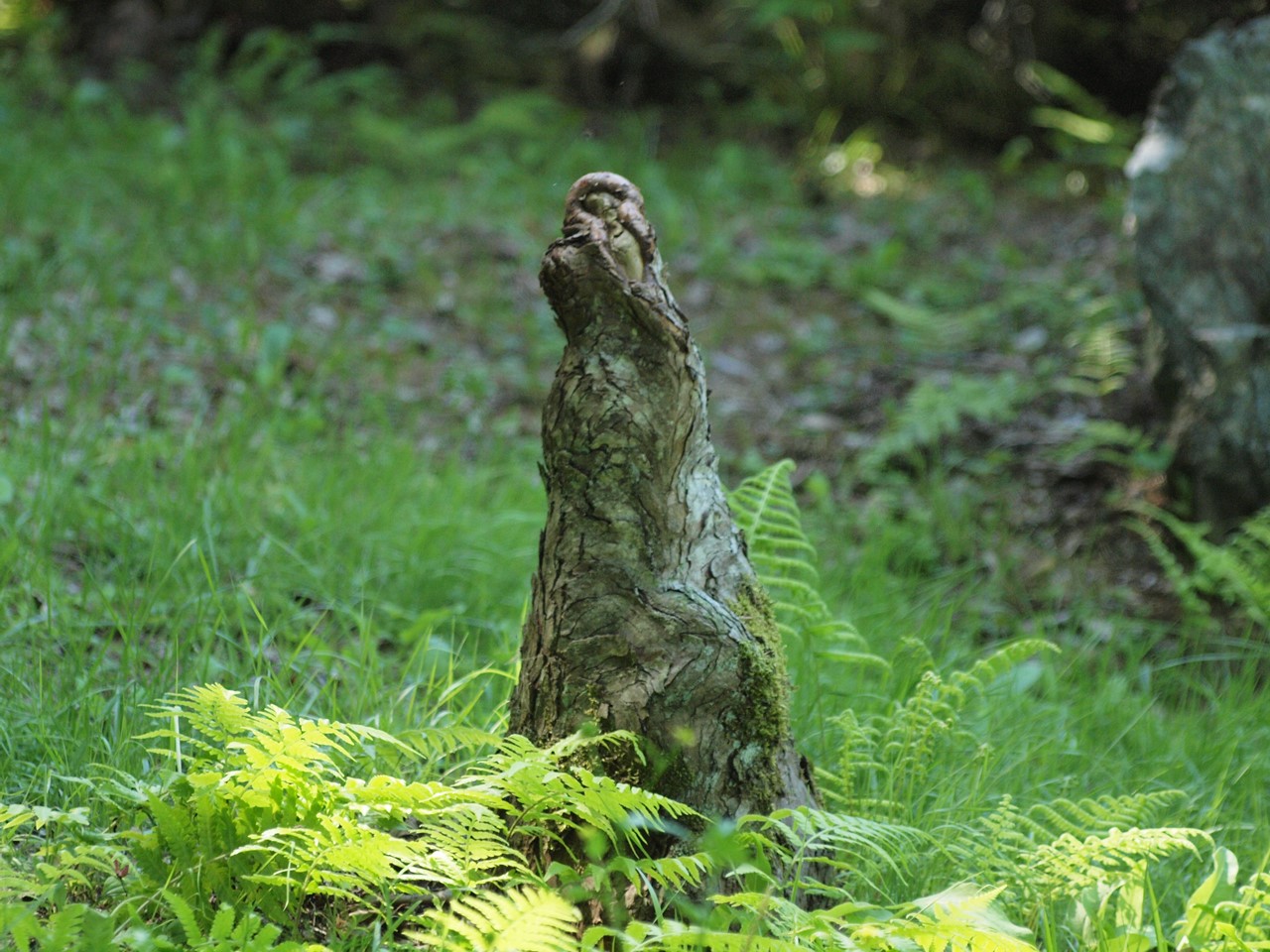 『木の実と花と呼吸根～(百年公園にて)』_d0054276_19454667.jpg