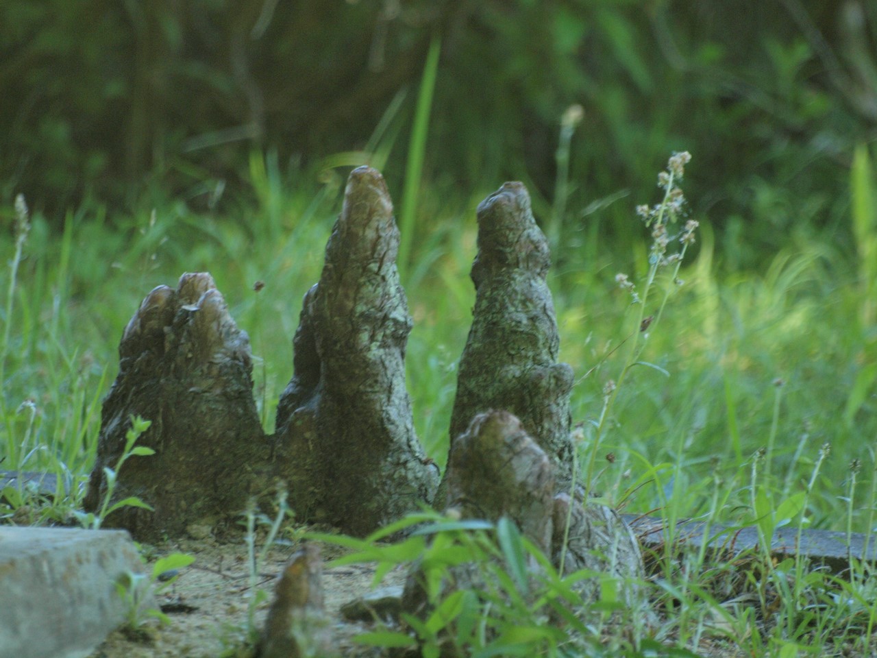 『木の実と花と呼吸根～(百年公園にて)』_d0054276_1946269.jpg