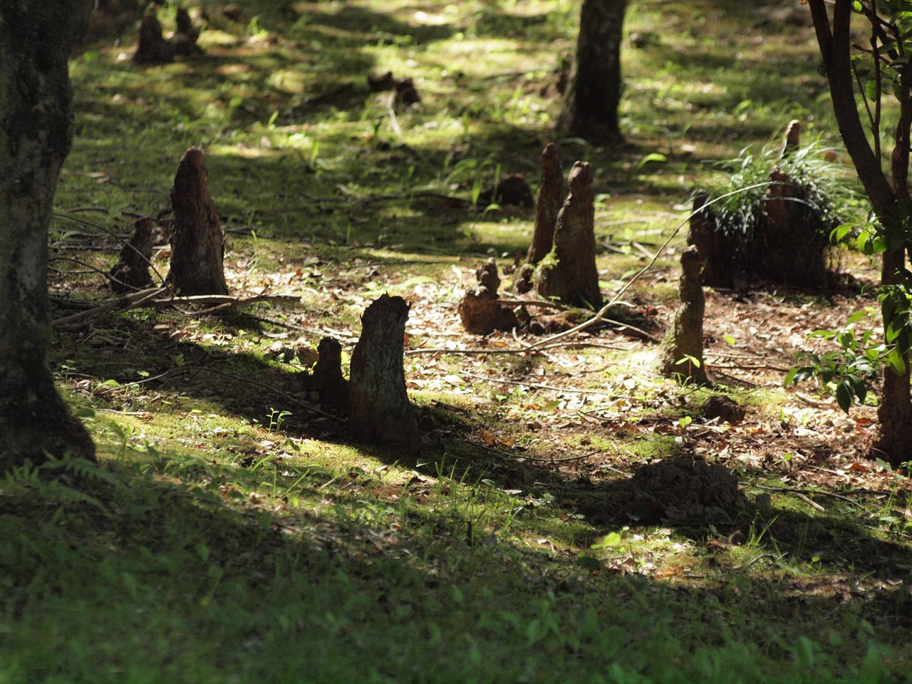 『木の実と花と呼吸根～(百年公園にて)』_d0054276_19472966.jpg