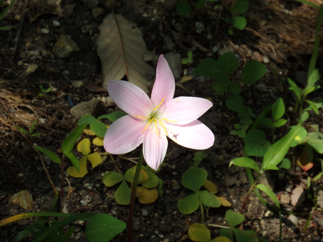 『木の実と花と呼吸根～(百年公園にて)』_d0054276_1948337.jpg