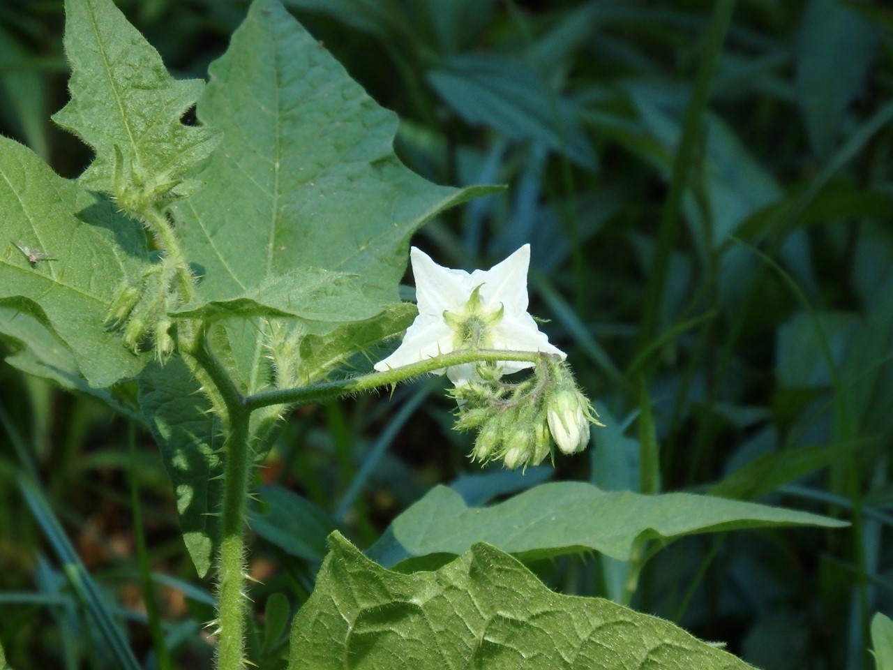 『木の実と花と呼吸根～(百年公園にて)』_d0054276_19492599.jpg