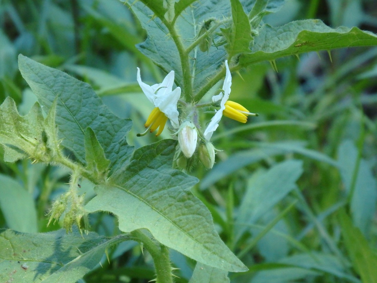 『木の実と花と呼吸根～(百年公園にて)』_d0054276_1949284.jpg