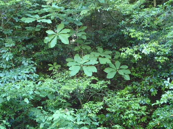 『木の実と花と呼吸根～(百年公園にて)』_d0054276_19494522.jpg