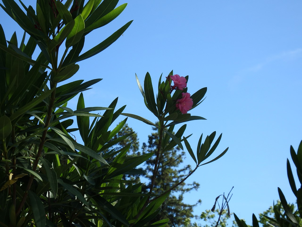 『木の実と花と呼吸根～(百年公園にて)』_d0054276_19501764.jpg