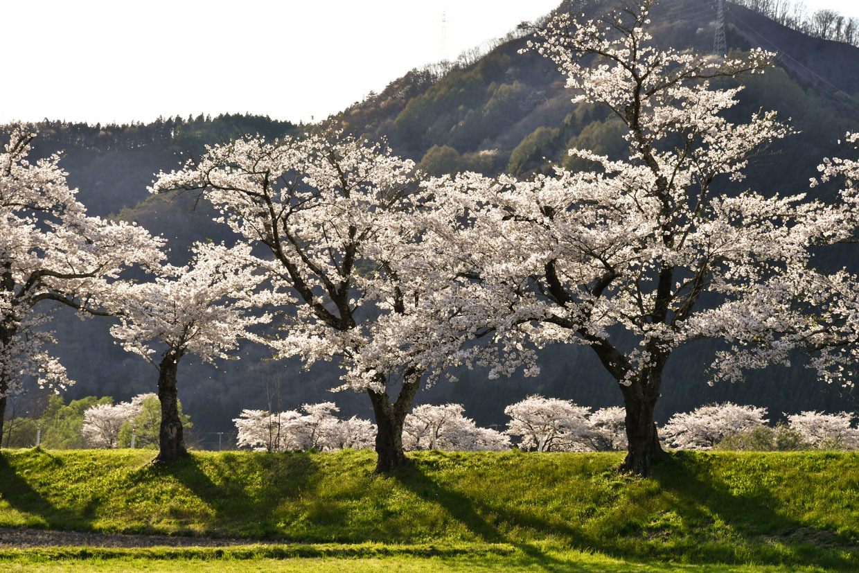 遠野の桜は綾織がいい_b0001380_22390111.jpg