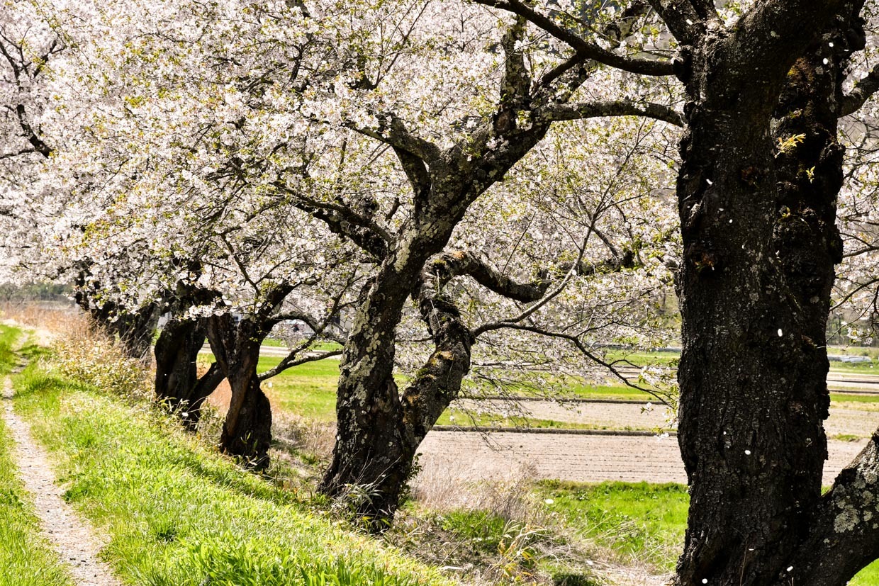 遠野の桜は綾織がいい_b0001380_22435788.jpg