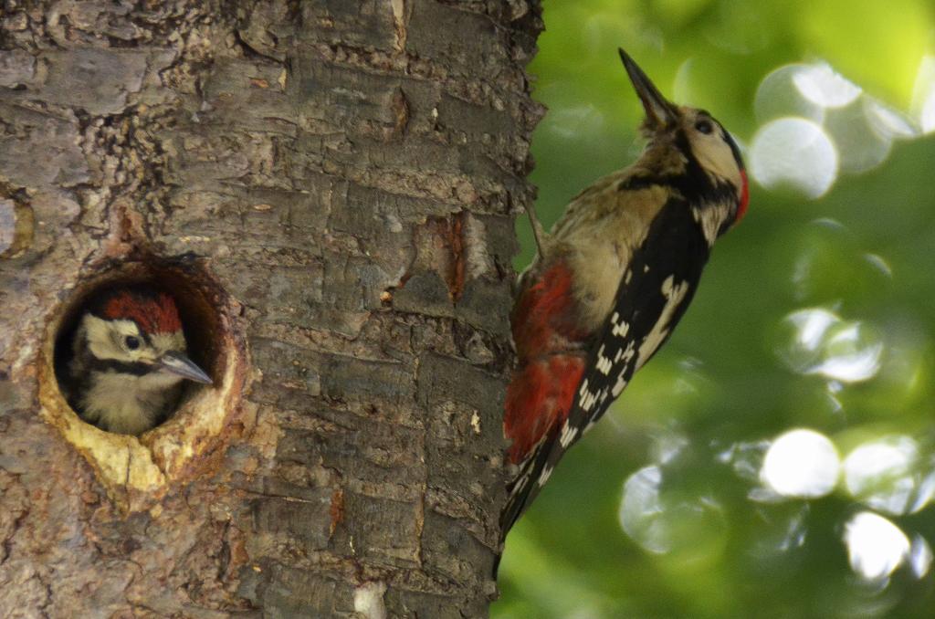 野鳥とリス_e0130986_17122916.jpg