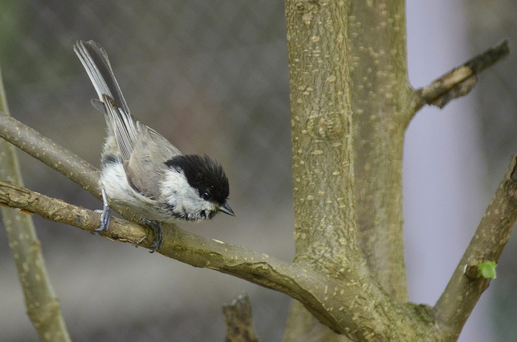 野鳥とリス_e0130986_17125513.jpg