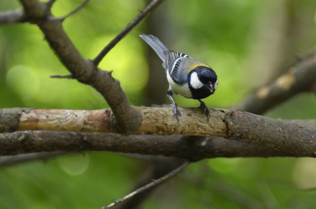 野鳥とリス_e0130986_17163724.jpg