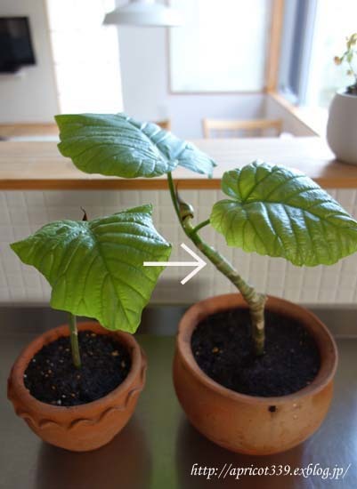 挿し木から育てたウンベラータ レチューザの鉢に植え替え シンプルで心地いい暮らし