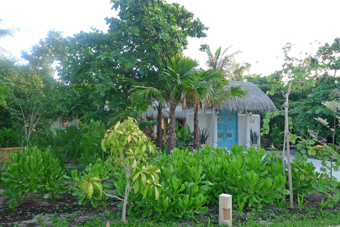 Maldives 2017 Milaidhoo　ミライドゥ　その58　朝の散歩_c0147790_15323809.jpg