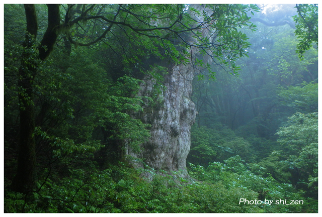 No.877 雨の屋久島７_a0321093_17201169.jpg