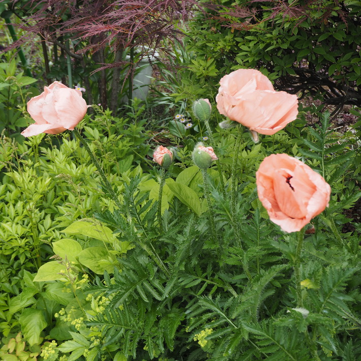 宿根草 6月18日_a0292194_22245393.jpg