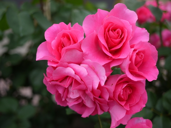 庭の薔薇　「うらら」　（２０１７年　５月）_f0339795_15354136.jpg