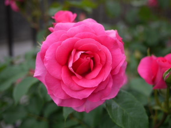 庭の薔薇　「うらら」　（２０１７年　５月）_f0339795_15360299.jpg