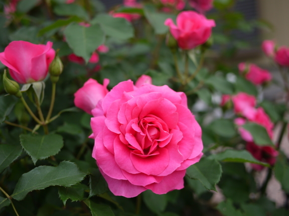 庭の薔薇 うらら 2017年 5月 春 ナナと庭の薔薇 庭の薔薇 うらら 2017年 5月 春 ナナと庭の薔薇