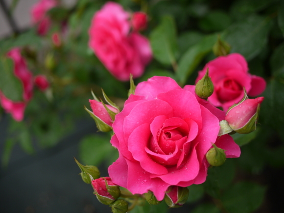 庭の薔薇 うらら 2017年 5月 春 ナナと庭の薔薇 庭の薔薇 うらら 2017年 5月 春 ナナと庭の薔薇