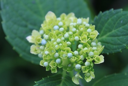 紫陽花の季節　ピンク系手毬紫陽花　ぼろ菊_e0354596_01535088.jpg