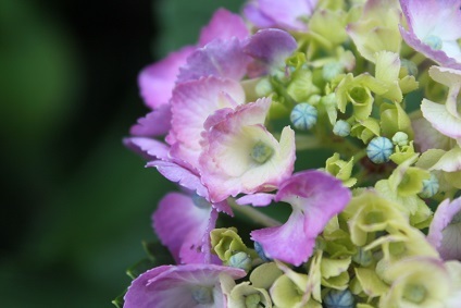 紫陽花の季節　ピンク系手毬紫陽花　ぼろ菊_e0354596_01570774.jpg