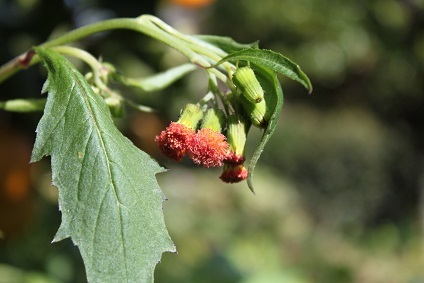 紫陽花の季節　ピンク系手毬紫陽花　ぼろ菊_e0354596_15152543.jpg