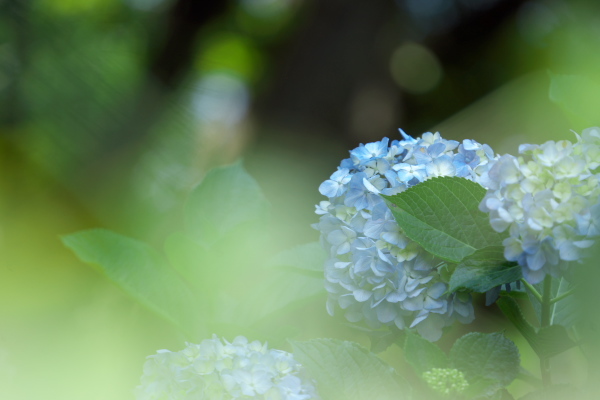 薬師池公園の花菖蒲撮影会_f0233999_16131691.jpg