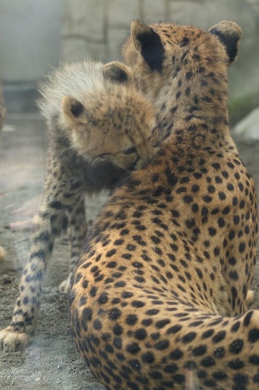 ひと回り大きく、逞しく、そして相変わらず可愛いかったチーター