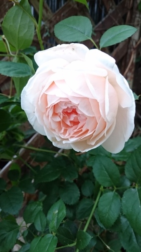 e0175905_18193868.jpg