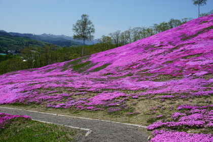 滝上公園から！  芝桜！です！_d0200811_23370557.jpg