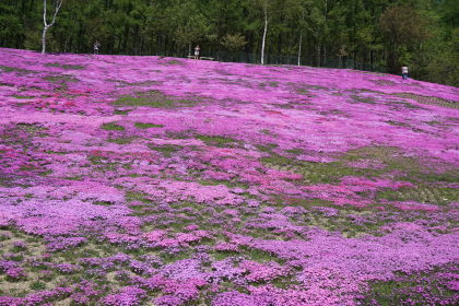 滝上公園から！  芝桜！です！_d0200811_23393050.jpg