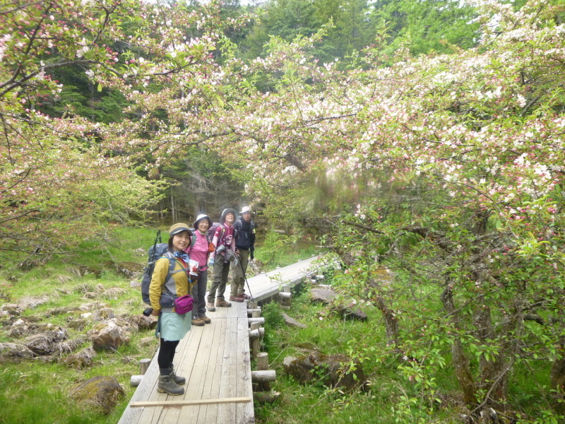 今日のお気に入り写真　花の入笠山 (1,955.1M) に登る_d0170615_10334134.jpg