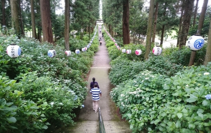 夏越祓の『茅の輪くぐり』_d0262916_08081533.jpg