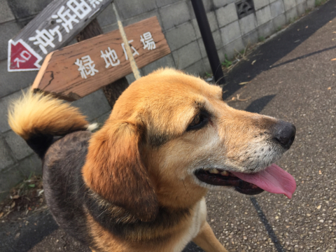 迷い犬_b0181141_10482421.jpg