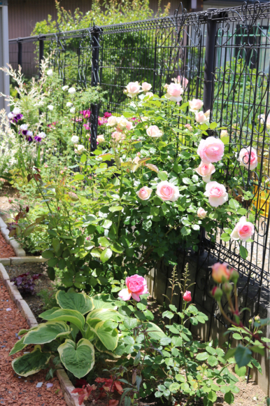 ピエールドゥロンサールの誘引 My Small Garden Sugar Plum ピエールドゥロンサールの誘引 My Small Garden Sugar Plum