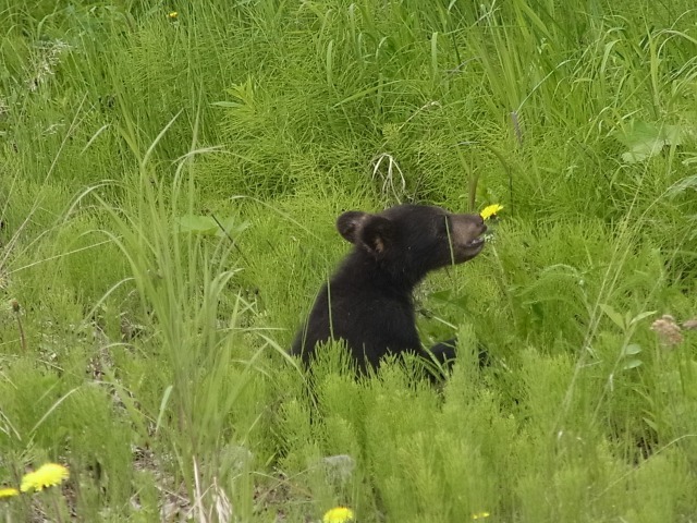 黒クマの子供 Black Bear Cub_b0135948_16131221.jpg