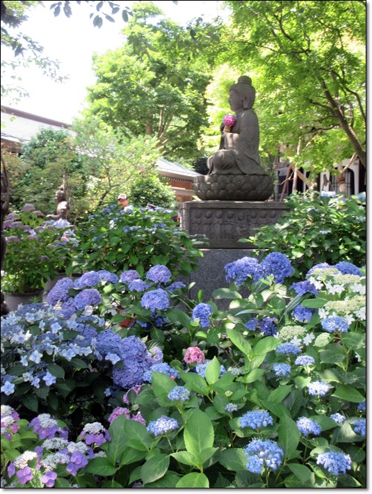 大混雑大人気の鎌倉長谷寺の紫陽花 お散歩アルバム 如月の徒然 大混雑大人気の鎌倉長谷寺の紫陽花 お散歩アルバム 如月の徒然