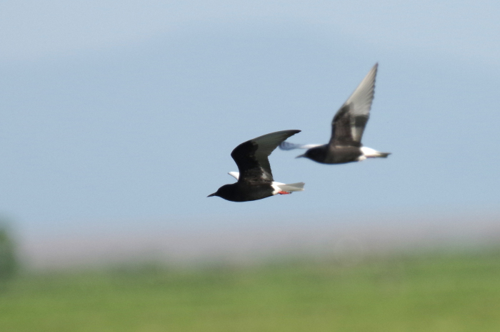 ロシア沿海州の自然２ 野鳥編 還暦からのネイチャーフォト