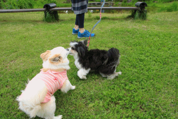 c0145250_09265073.gif