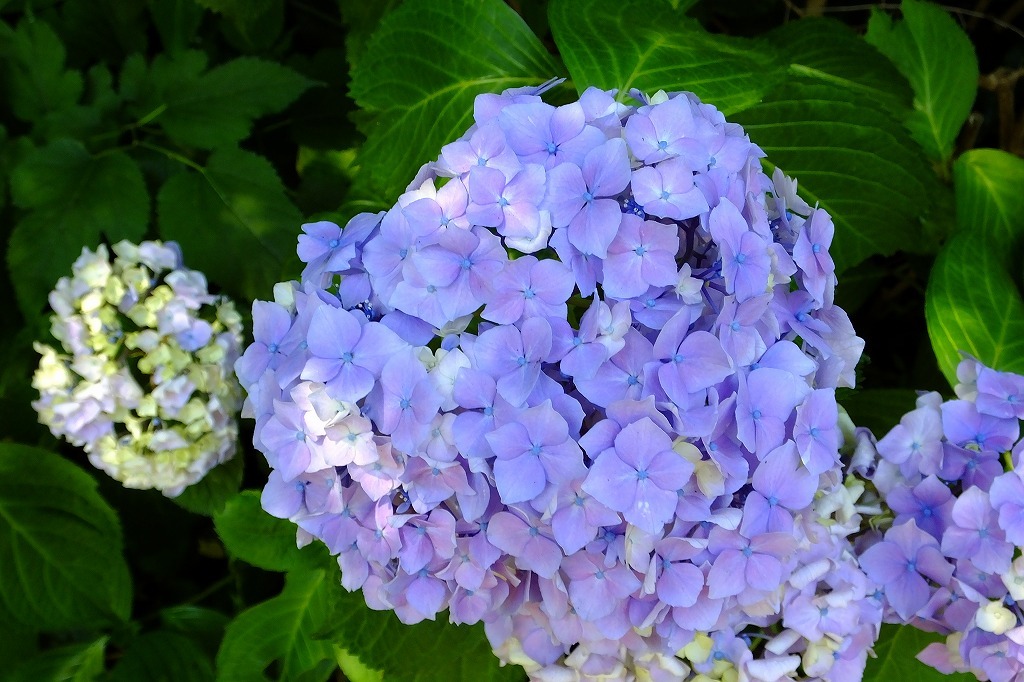 公園の菖蒲田で、紫陽花やアカンサスなど_b0236251_13551188.jpg