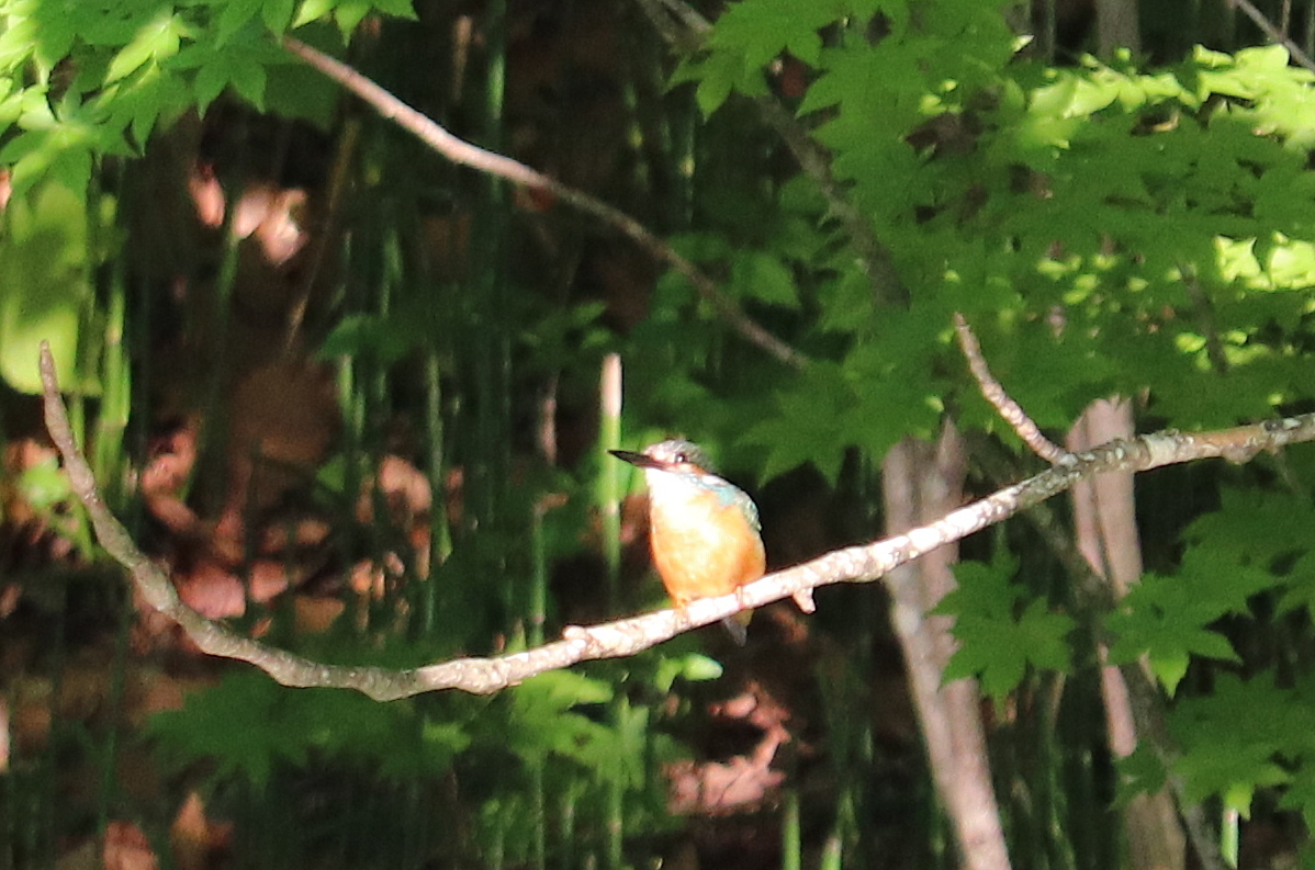 6月17日　大沼公園　島巡りコース　４_b0250154_05452058.jpg